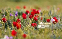 Hoa tulip hoang dã - Biểu tượng sống của thảo nguyên châu Âu
