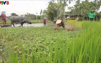 Phát triển du lịch sinh thái bền vững gắn với nông nghiệp, nông thôn