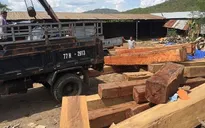 Gia Lai: Bắt khẩn cấp đối tượng mua bán, tàng trữ hơn 60 m3 gỗ không rõ nguồn gốc