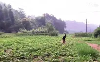 Lào Cai: Người dân bị thiệt hại do bùn thải của nhà máy hóa chất