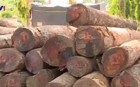 Đình chỉ cán bộ liên quan vụ vận chuyển gỗ tại Vườn quốc gia Yok Đôn