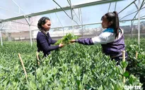 Độc đáo vườn hoa công nghệ cao của học sinh Trường Dân tộc nội trú