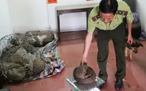 Cứu 15 con tê tê quý hiếm từ tay nhóm buôn động vật
