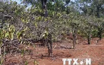 Hồ tiêu ở Đăk Nông tiếp tục chết hàng loạt