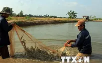 Giải pháp giảm giá tôm nguyên liệu ở Đồng bằng sông Cửu Long