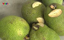 Thương lái ngừng thu mua, giá mít Thái giảm mạnh