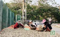 Nông dân Lý Sơn trữ tỏi khô chờ bán giá cao