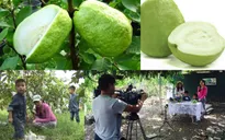 Cách nhận biết ổi sạch chỉ có trong “Chuyến đi màu xanh”