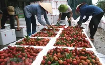 Bắc Giang tìm kiếm thị trường để tiêu thụ vải thiều
