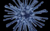 Ấn Độ: Virus Nipah xuất hiện trở lại, nhiều trường hợp tử vong