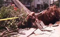 Cảnh báo ngã đổ cây xanh đầu mùa mưa tại TP.HCM
