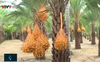 Chà là kiểng ở Sa Đéc thu hút du khách