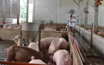 Giá lợn hơi tăng mạnh