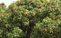 Bắc Giang: Vải thiều sớm VietGAP tiêu thụ thuận lợi