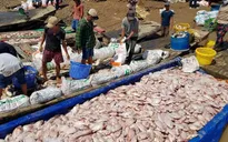 Khó khăn trong việc tìm kiếm nhân công vớt cá chết ở sông La Ngà