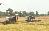 Giá lúa tại đồng bằng sông Cửu Long tăng cao