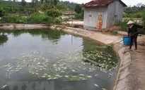 Kon Tum: Cá chết hàng loạt, người chăn nuôi gặp khó