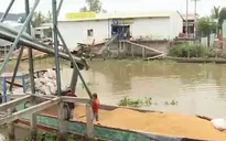 Xâm nhập cơ sở sản xuất lúa giả