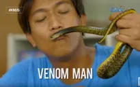 Cho rắn hổ mang cắn mỗi tuần để tăng cường hệ miễn dịch tự nhiên