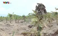 Rệp sáp bột hồng, nhện đỏ bùng phát mạnh ở vùng trồng sắn Phú Yên