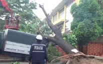 TP.HCM: Mưa lớn, cây xanh ngã đổ làm sập nhà dân