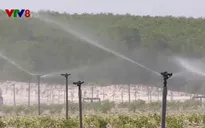 Quảng Trị: Phát triển nông nghiệp thích ứng với biến đổi khí hậu