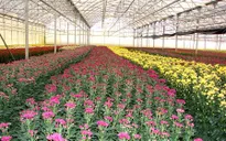 Lâm Đồng tiếp cận mô hình sản xuất nông nghiệp thông minh