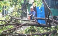 TP.HCM: Nhà tốc mái, cây đổ sau giông lốc