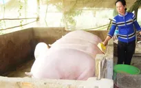 Giá lợn hơi tại ĐBSCL tăng gấp 2 lần so với cùng kỳ