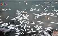 Quảng Ngãi: Cá chết trắng trên sông Bàu Giang