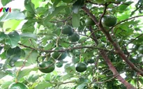 Hạn chế trồng xen cây ăn quả trong vườn cà phê