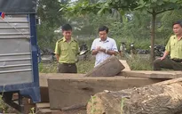 Các đối tượng khai thác, vận chuyển gỗ lậu rất manh động