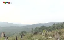 Bùng phát phá rừng nguyên sinh làm trang trại ở Kon Tum