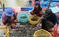 VASEP khuyến cáo người nuôi tôm không nên treo ao