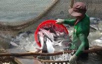 Giá cá tra tại ĐBSCL sụt giảm