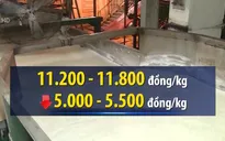 Tồn gần 700.000 tấn, giá đường tụt dốc