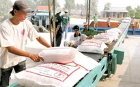 Việt Nam trúng thầu 50.000 tấn gạo xuất sang Hàn Quốc