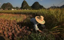 Biến đổi khí hậu đang dần khiến lúa gạo mất đi dưỡng chất