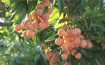 Lần đầu tiên, TP.HCM kết nối tiêu thụ vải thiều với các tỉnh phía Bắc