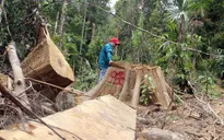 Rừng Tây Nguyên vẫn liên tục bị tàn phá bất chấp lệnh "đóng cửa rừng"