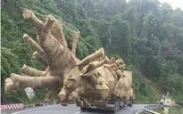 Phó Thủ tướng chỉ đạo xử lý nghiêm vụ vận chuyển cây to qua các tỉnh miền Trung