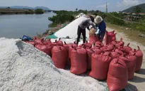 Muối rớt giá xuống 600 đồng/kg, diêm dân Phú Yên gặp khó