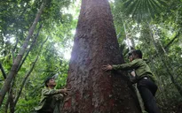 Báu vật rừng lim cổ thụ tại Tây Giang, Quảng Nam