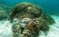 Hawaii (Mỹ) cấm bán kem chống nắng gây hại rạn san hô