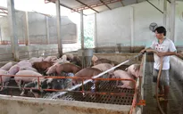 Giá lợn hơi tăng sau một năm chạm đáy