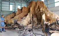 Hồi sinh gốc cây bàng quý hơn 300 tuổi