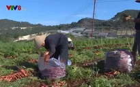 Nông sản Đà Lạt rớt giá khiến người dân lao đao
