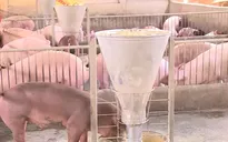 Đồng Nai: Giá lợn tăng mạnh do nguồn cung giảm