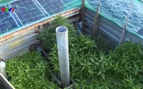 Những vườn rau xanh trên các nhà giàn DK1