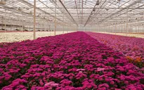 Hoa Hà Lan được trồng thế nào trong nhà kính?